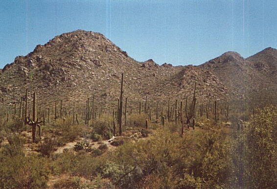 Saguaro National Park